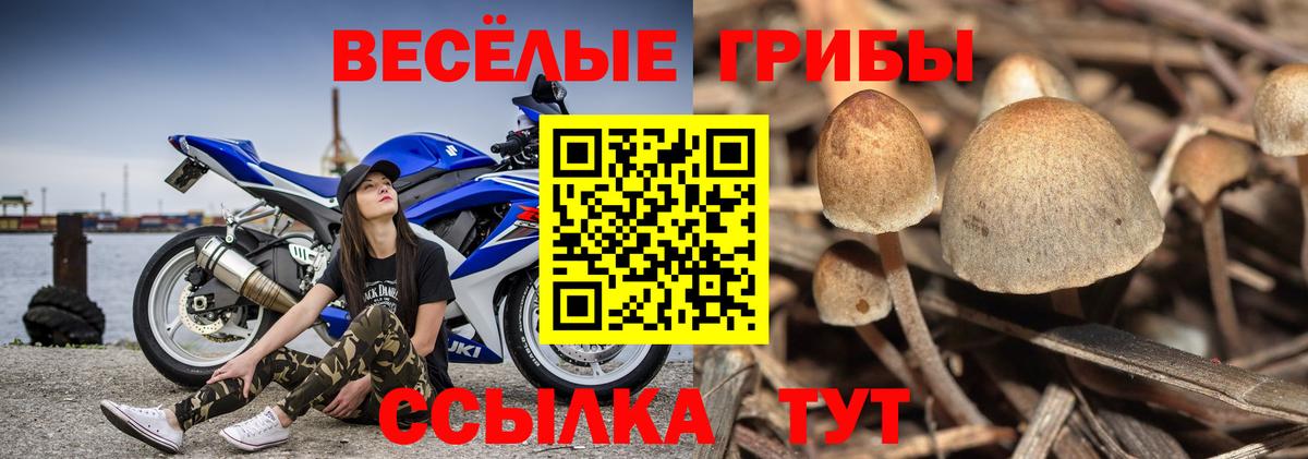 Псилоцибиновые грибы прущие грибы Тайшет